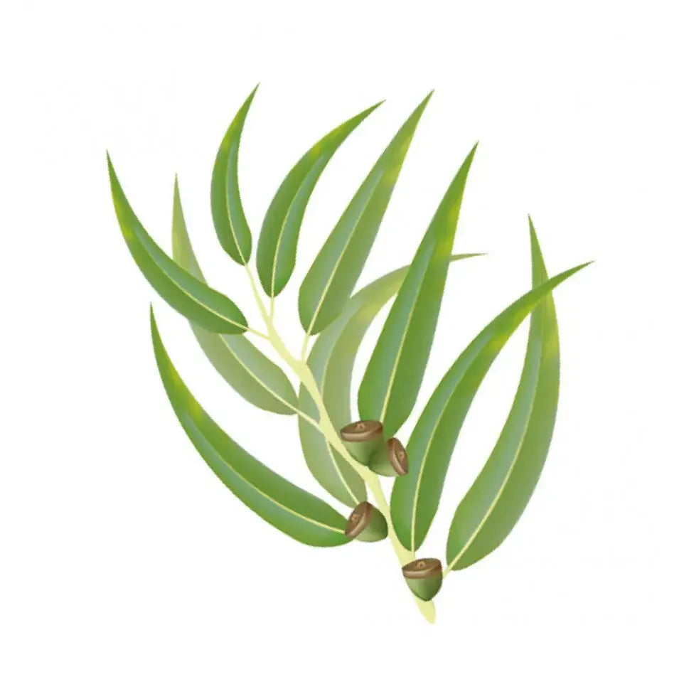 Wapiti Eucalyptus olie 100 ml